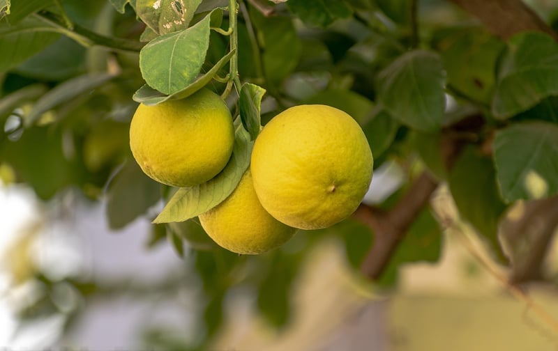 Lemon zest